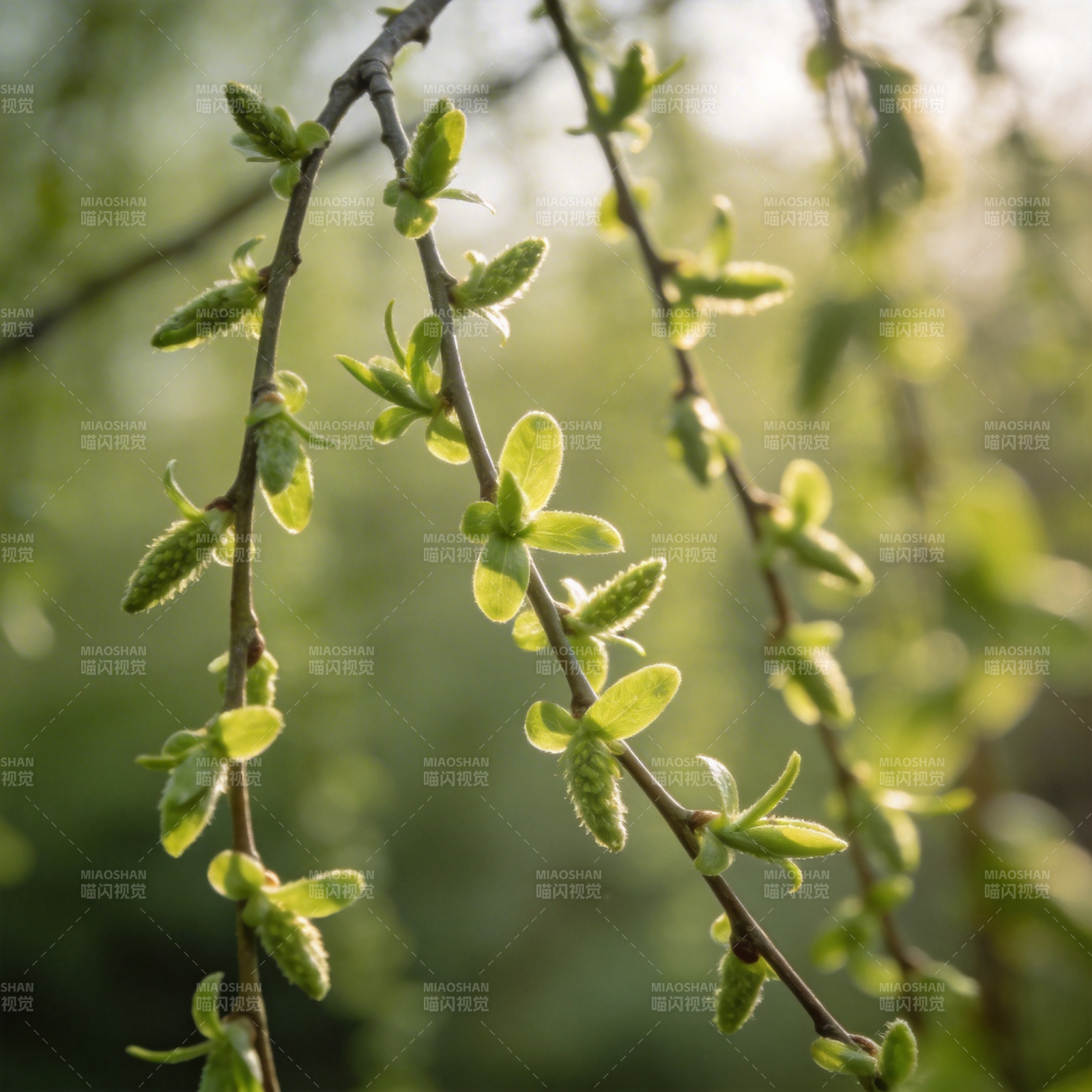 嫩芽初绽春意浓图片