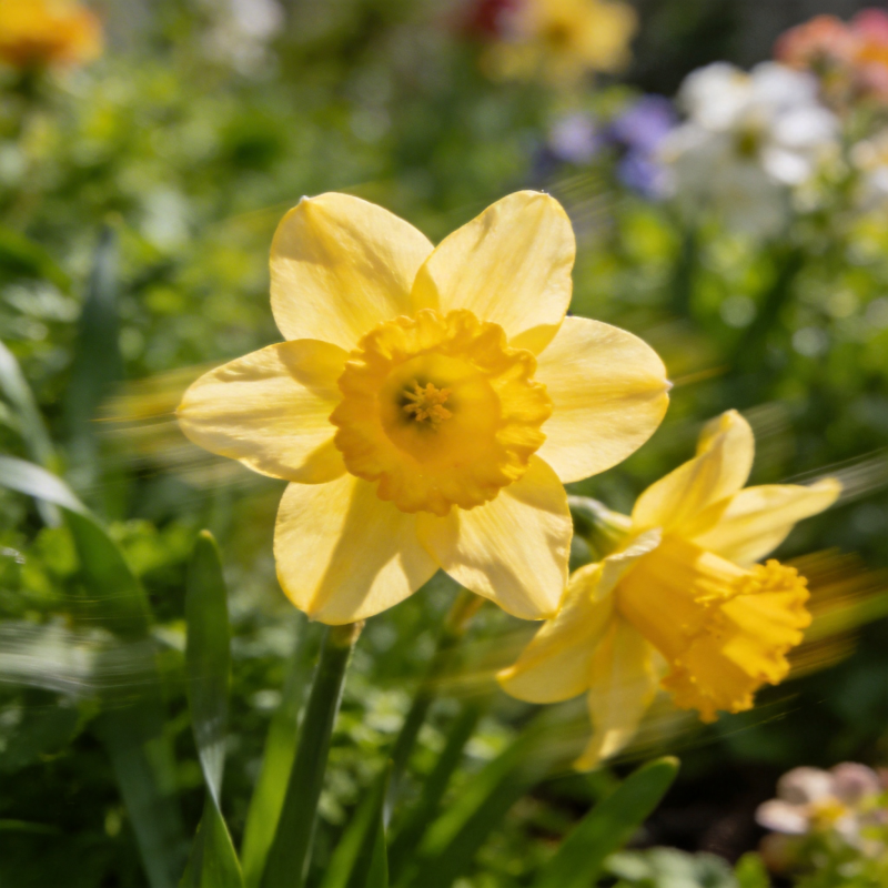 春日黄花绽放图片