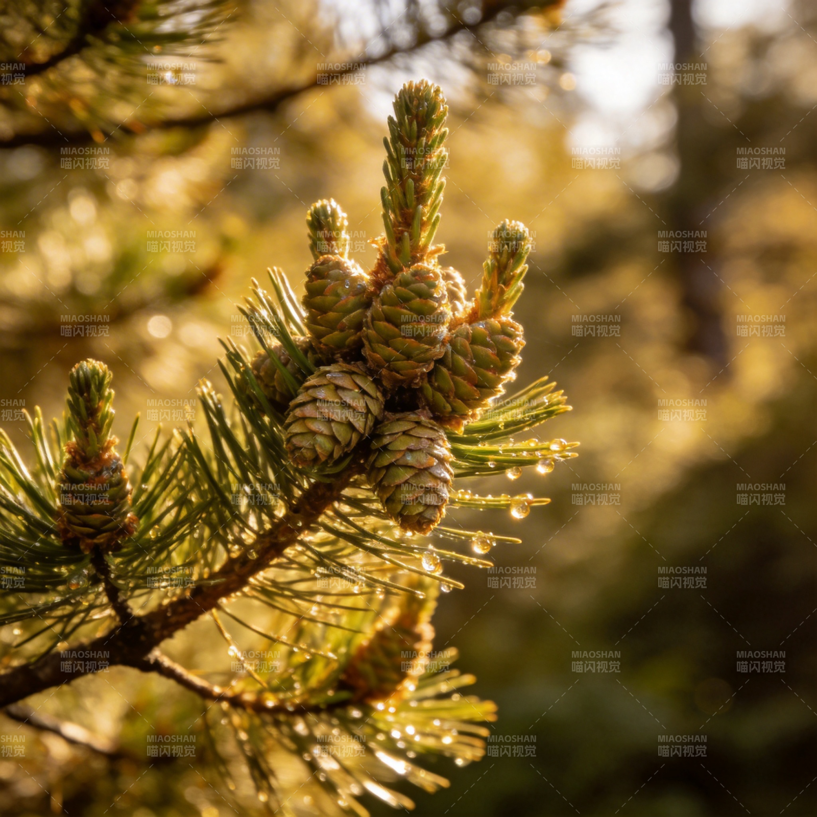 松枝晨露 静谧自然图片