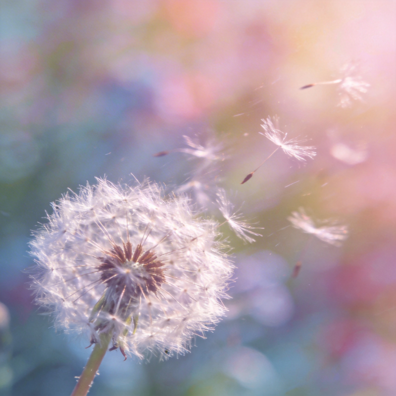 蒲公英随风飘散图片