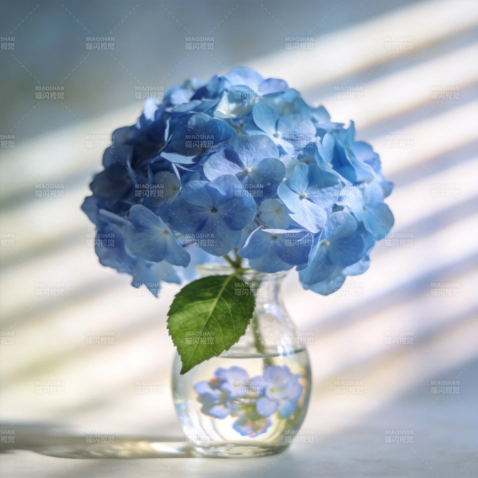蓝绣球静谧绽放图片