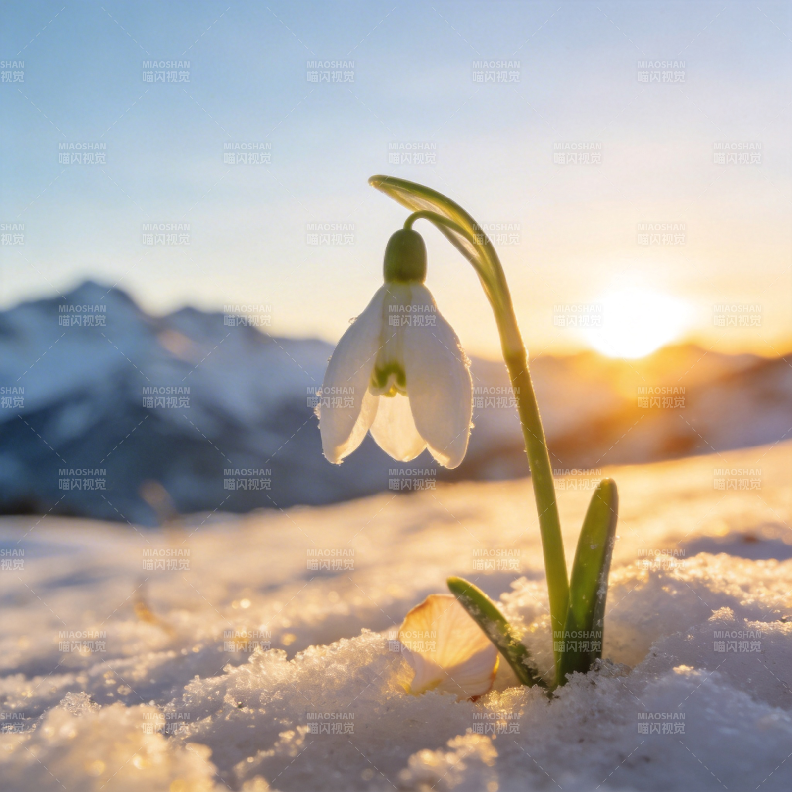 雪中初绽的雪花图片