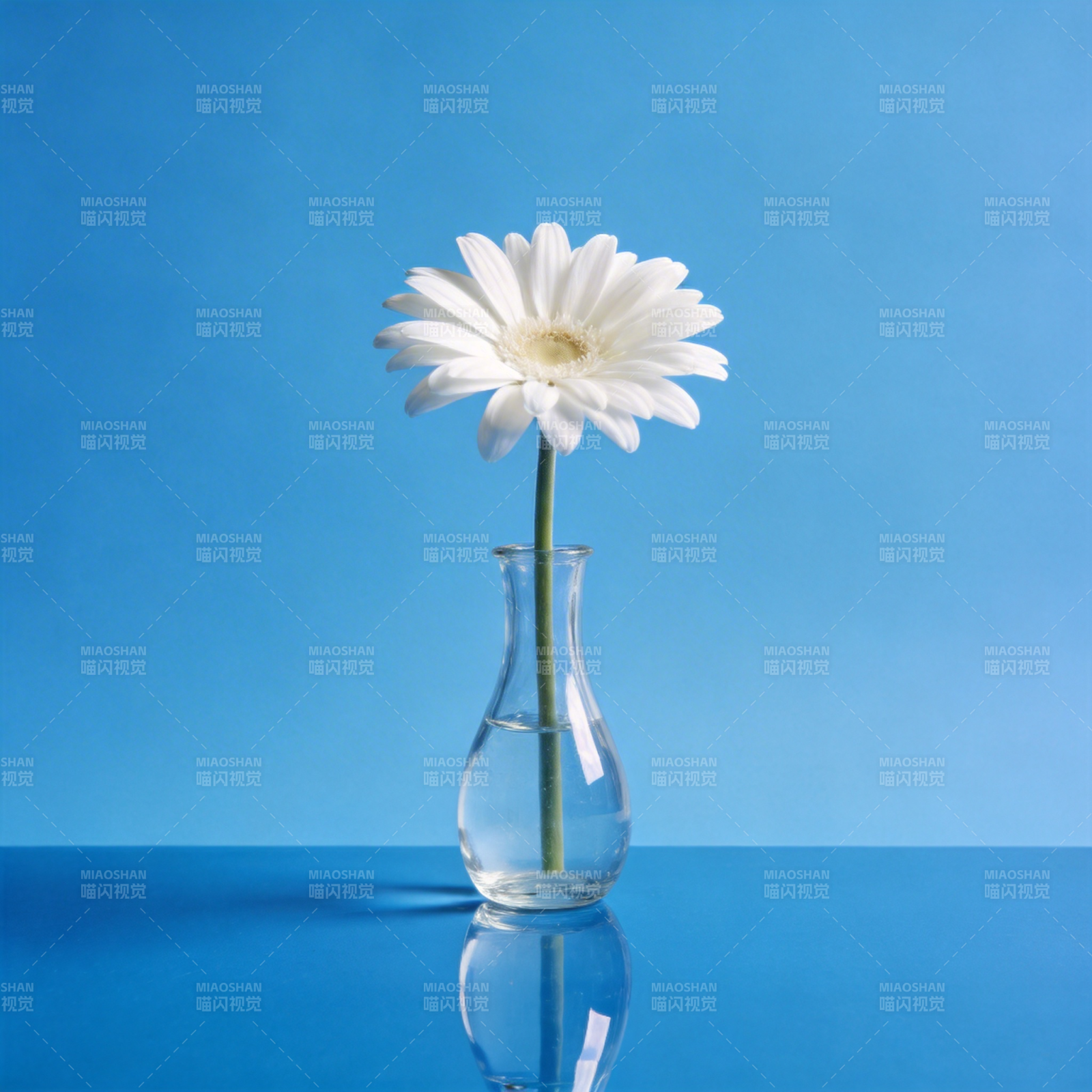 白菊静置蓝境图片