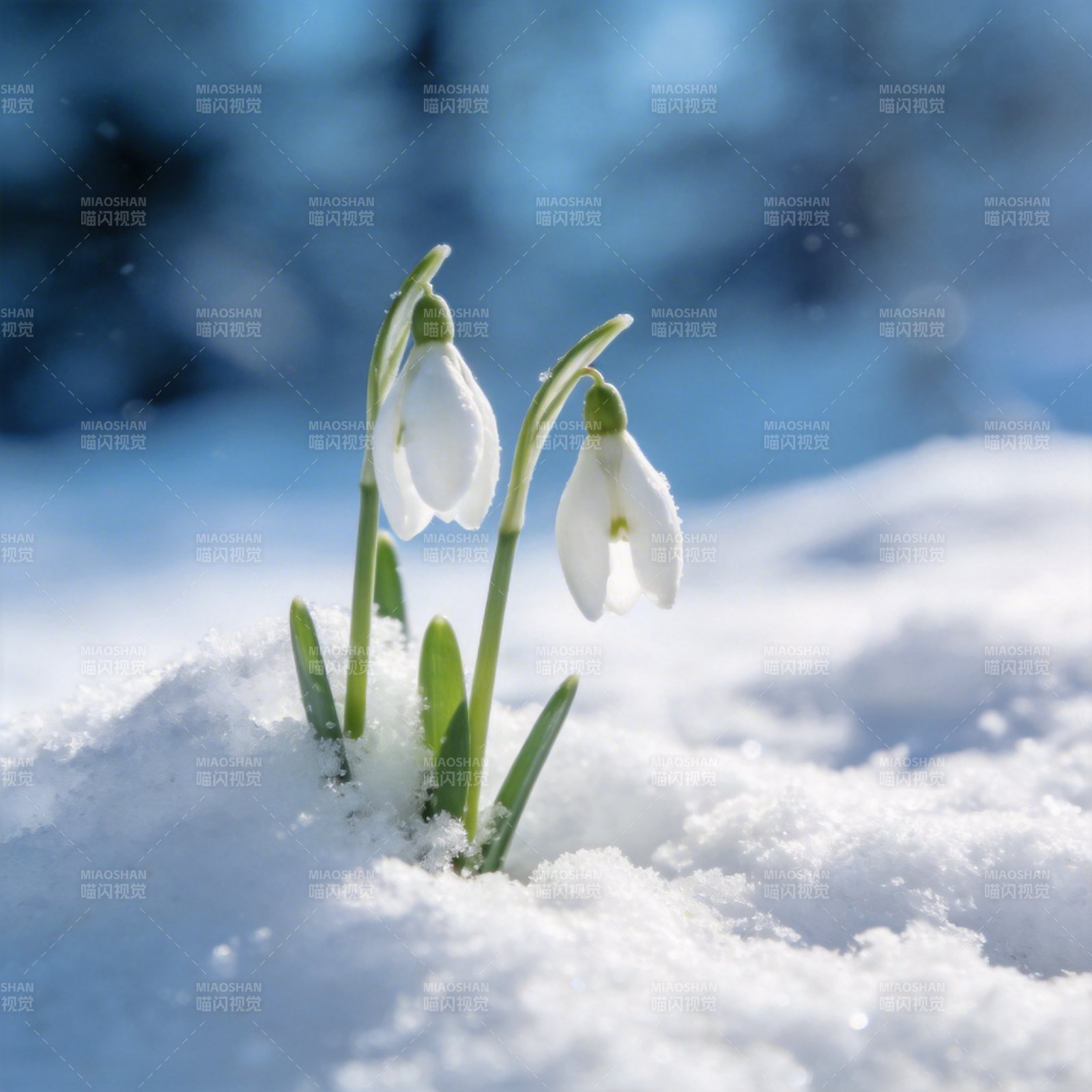 雪中绽放的雪花莲图片
