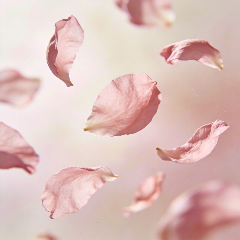 花瓣飘落图片