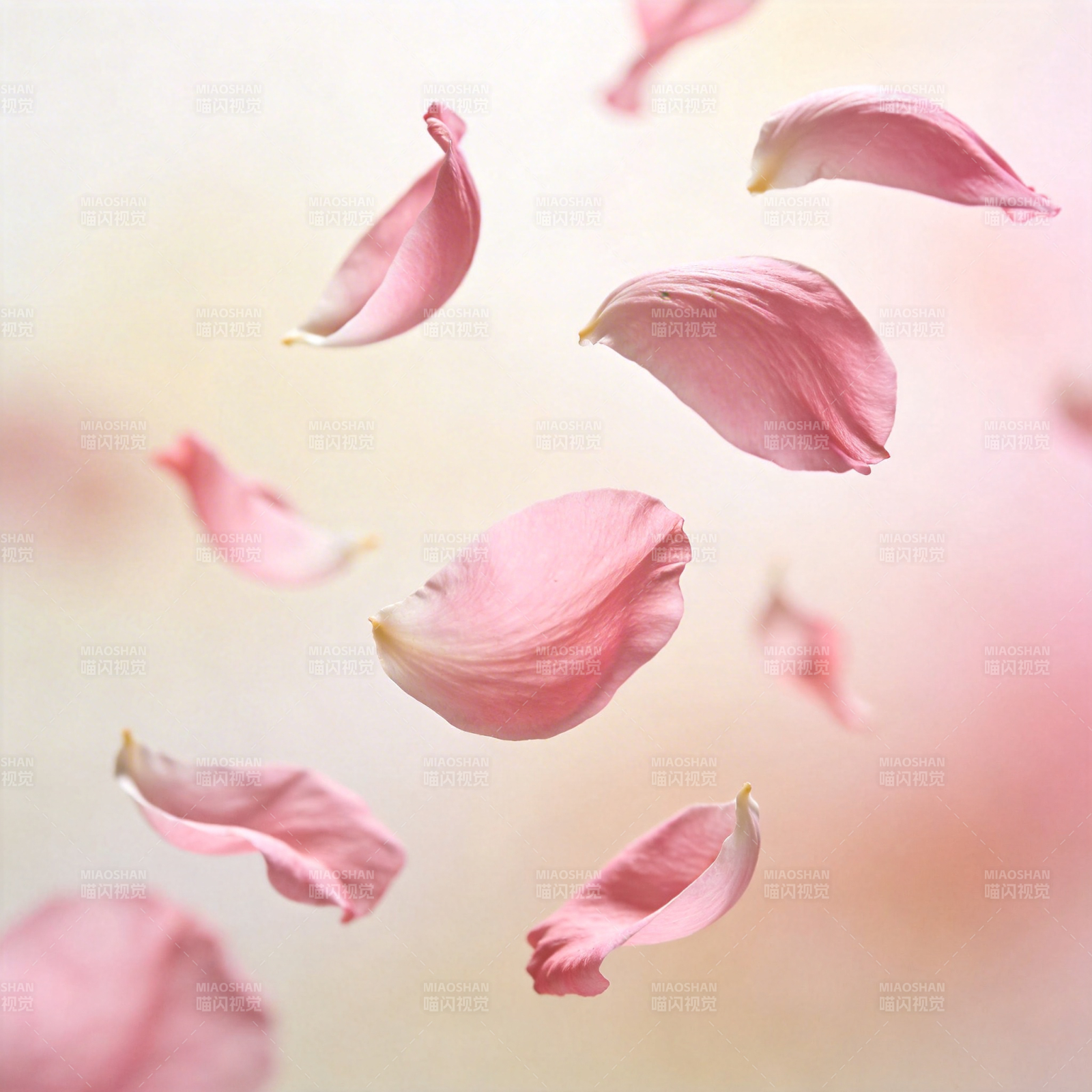 飘落的花瓣图片