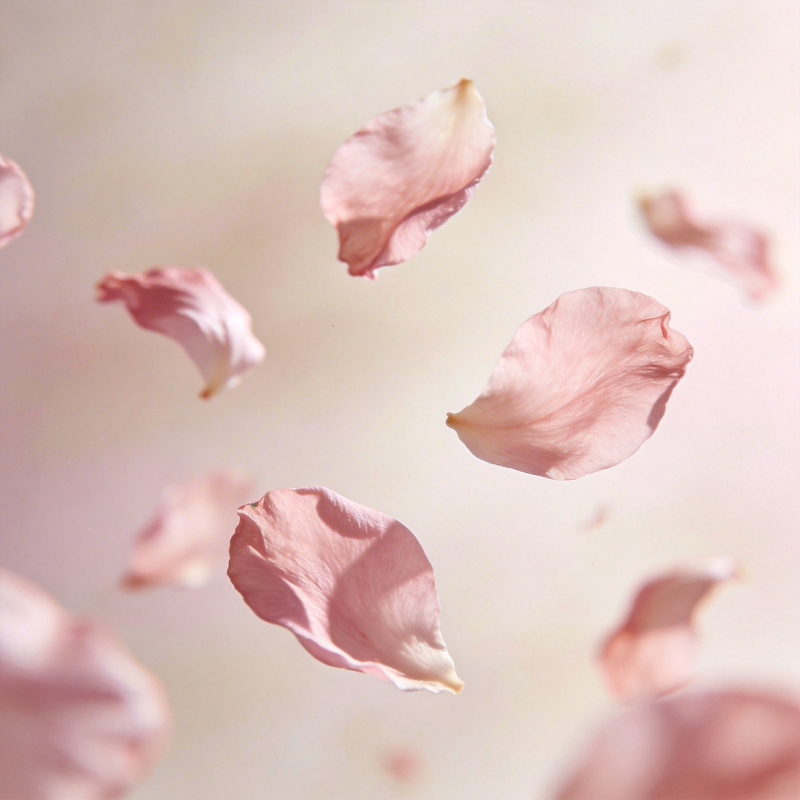 花瓣飘落图片