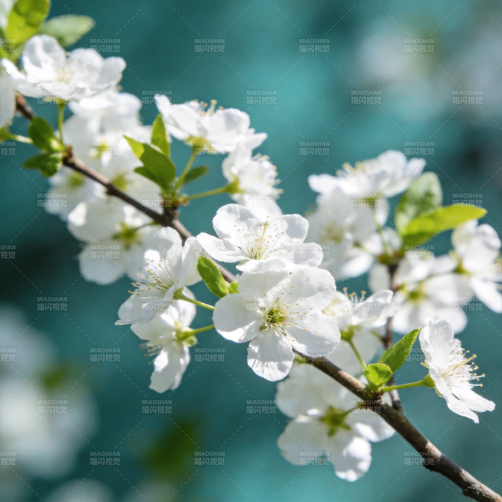 春日樱花绽放图片
