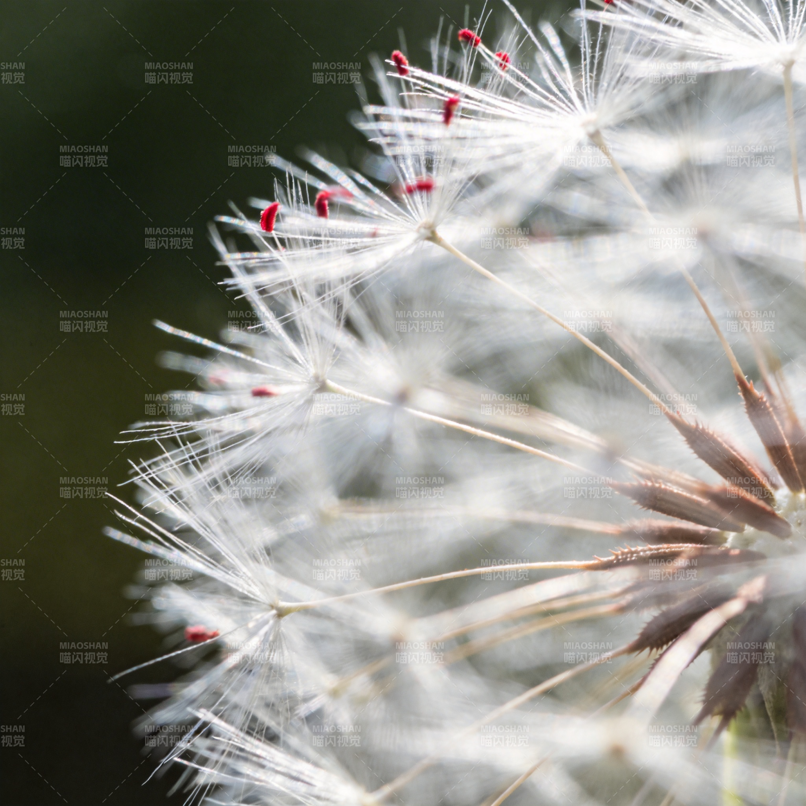 蒲公英的绒毛图片
