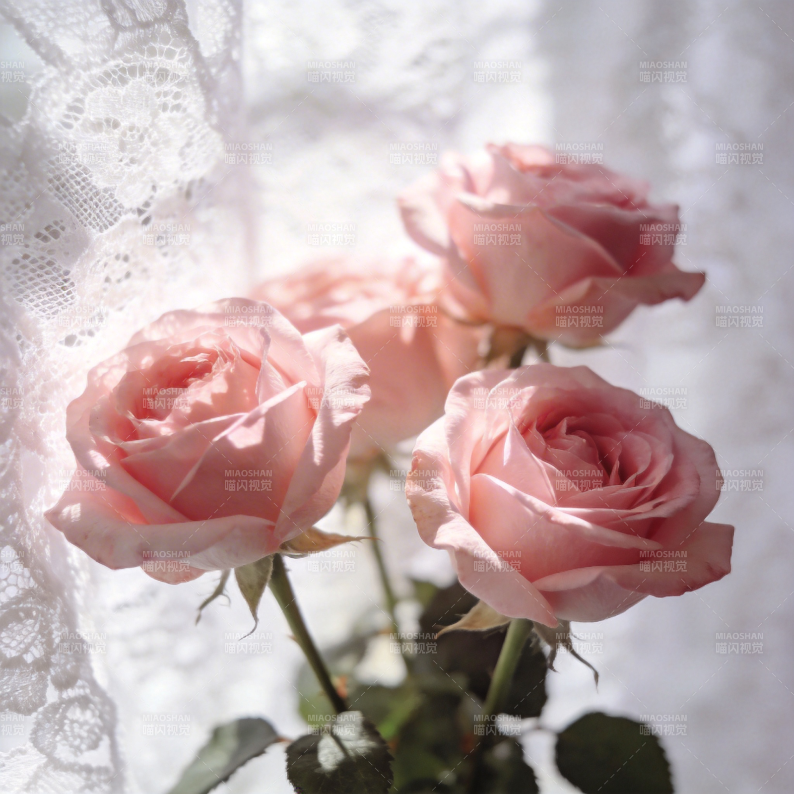 粉玫瑰静谧绽放图片