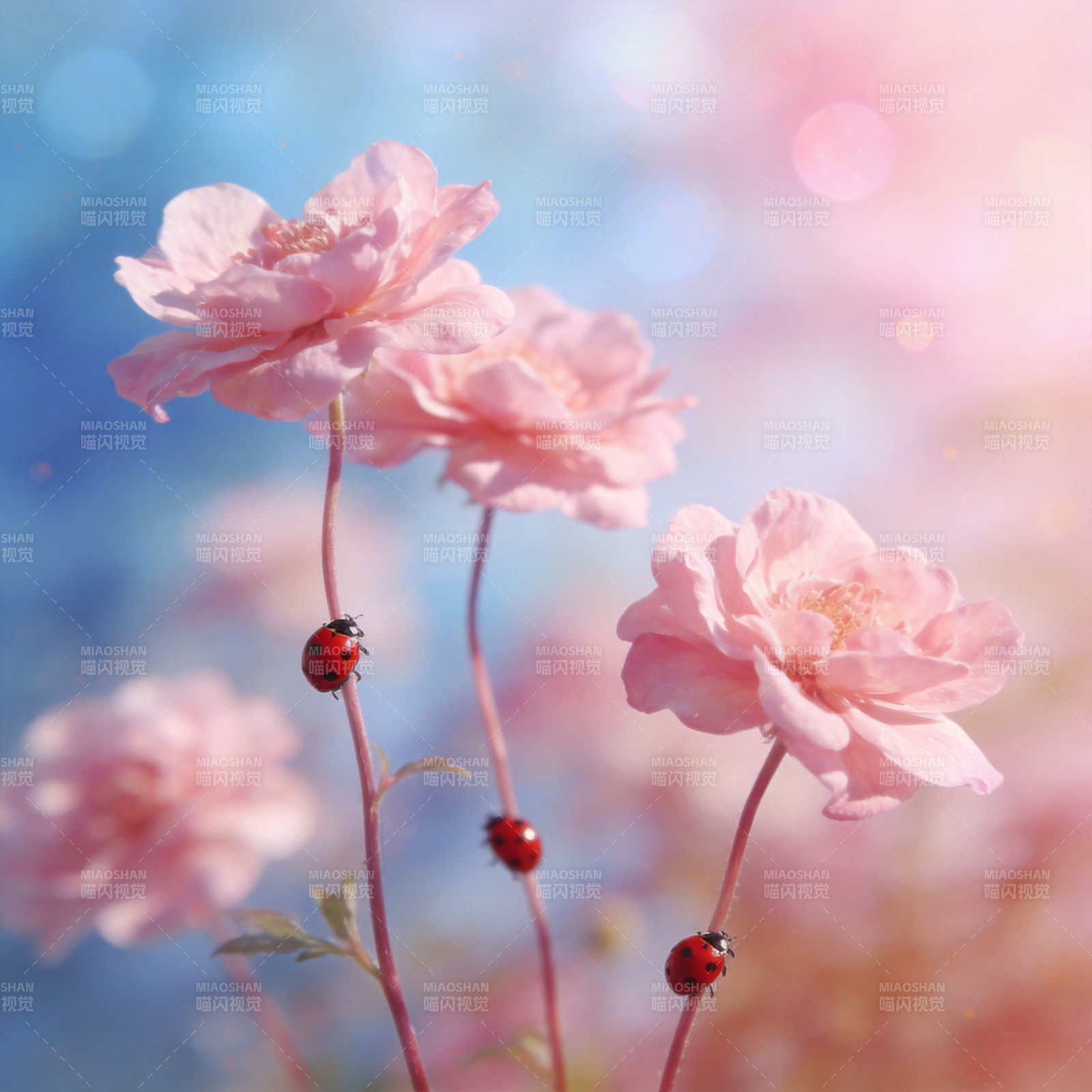 粉花红瓢虫图片