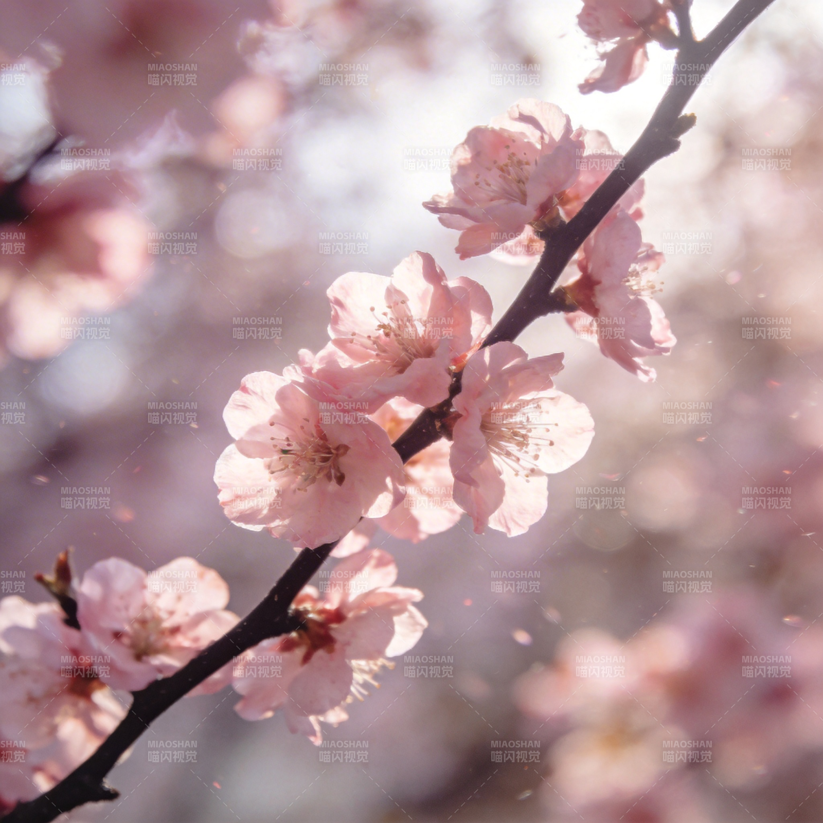 樱花绽放春意浓图片