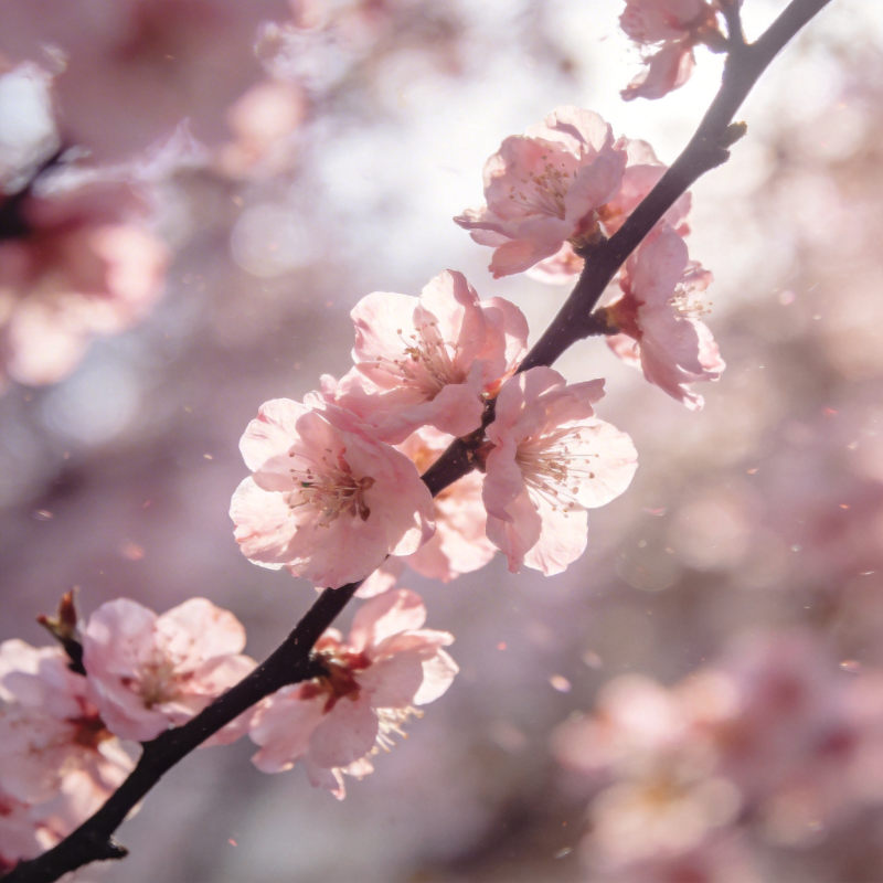 樱花绽放春意浓图片