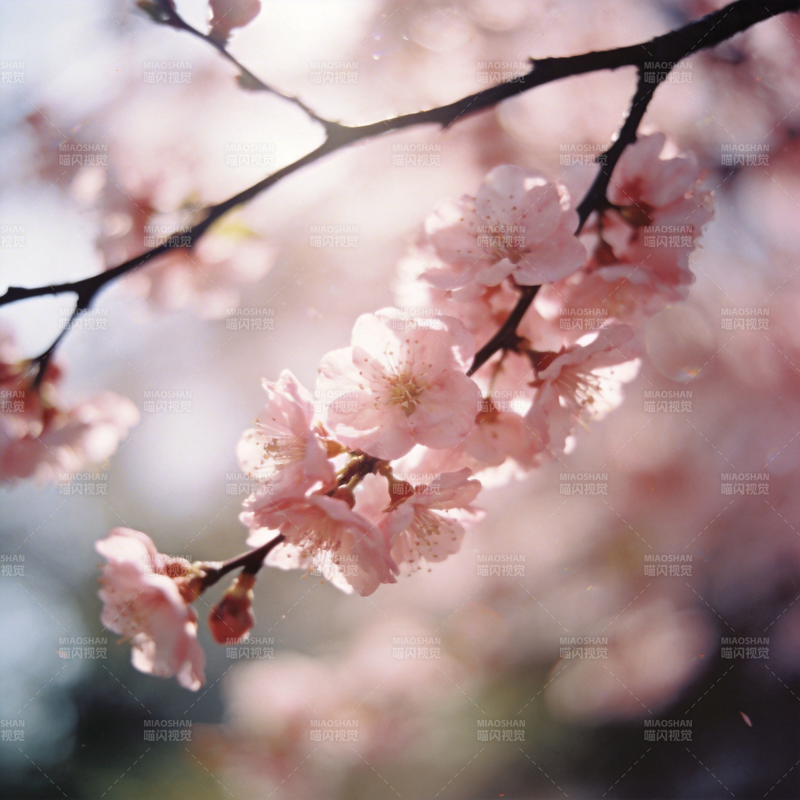樱花绽放春意浓图片