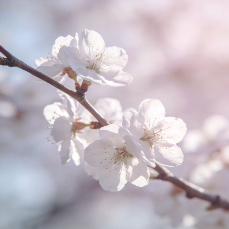 樱花绽放春意浓图片