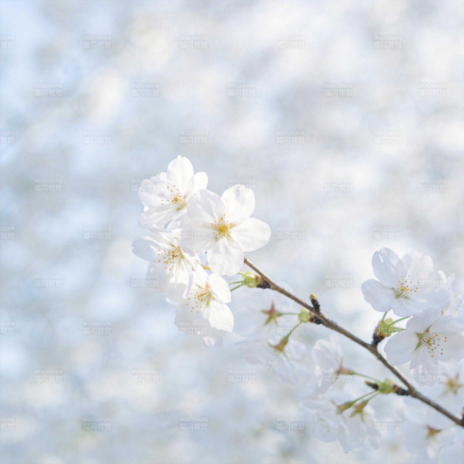 樱花绽放枝头图片