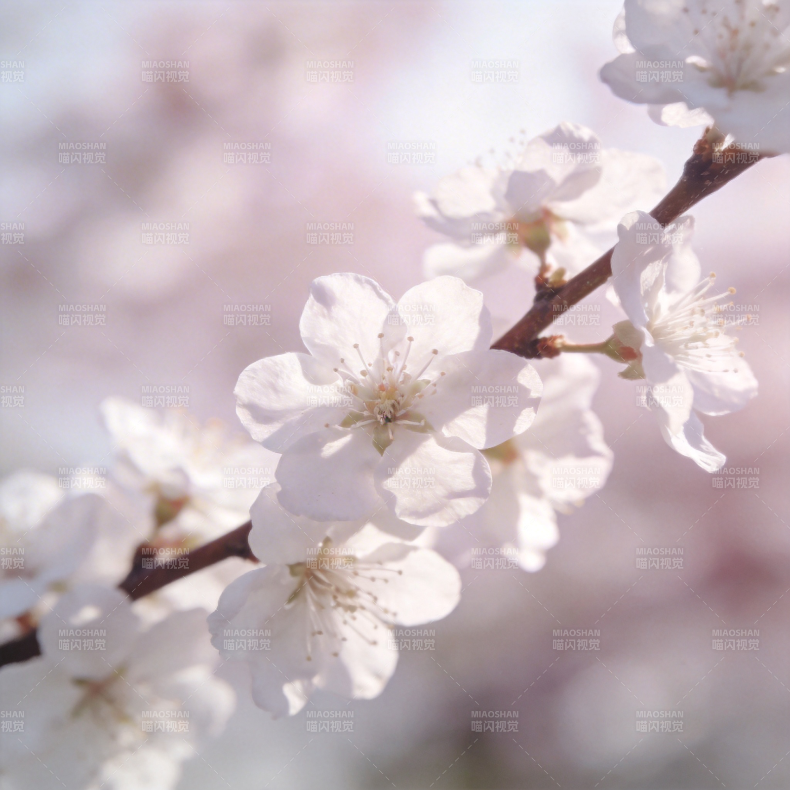 樱花绽放春意浓图片