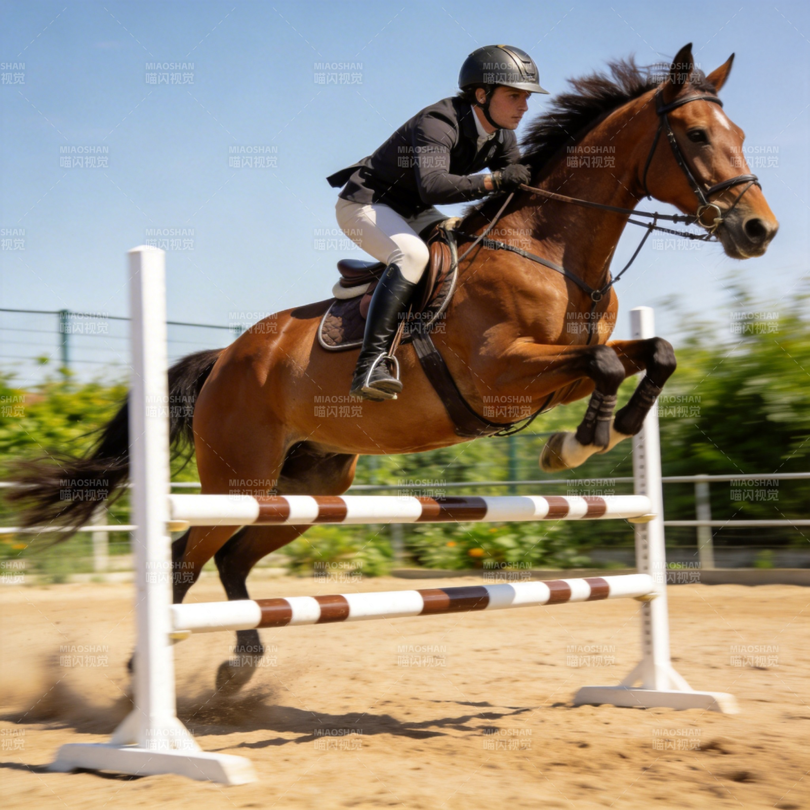 骏马飞跃障碍图片