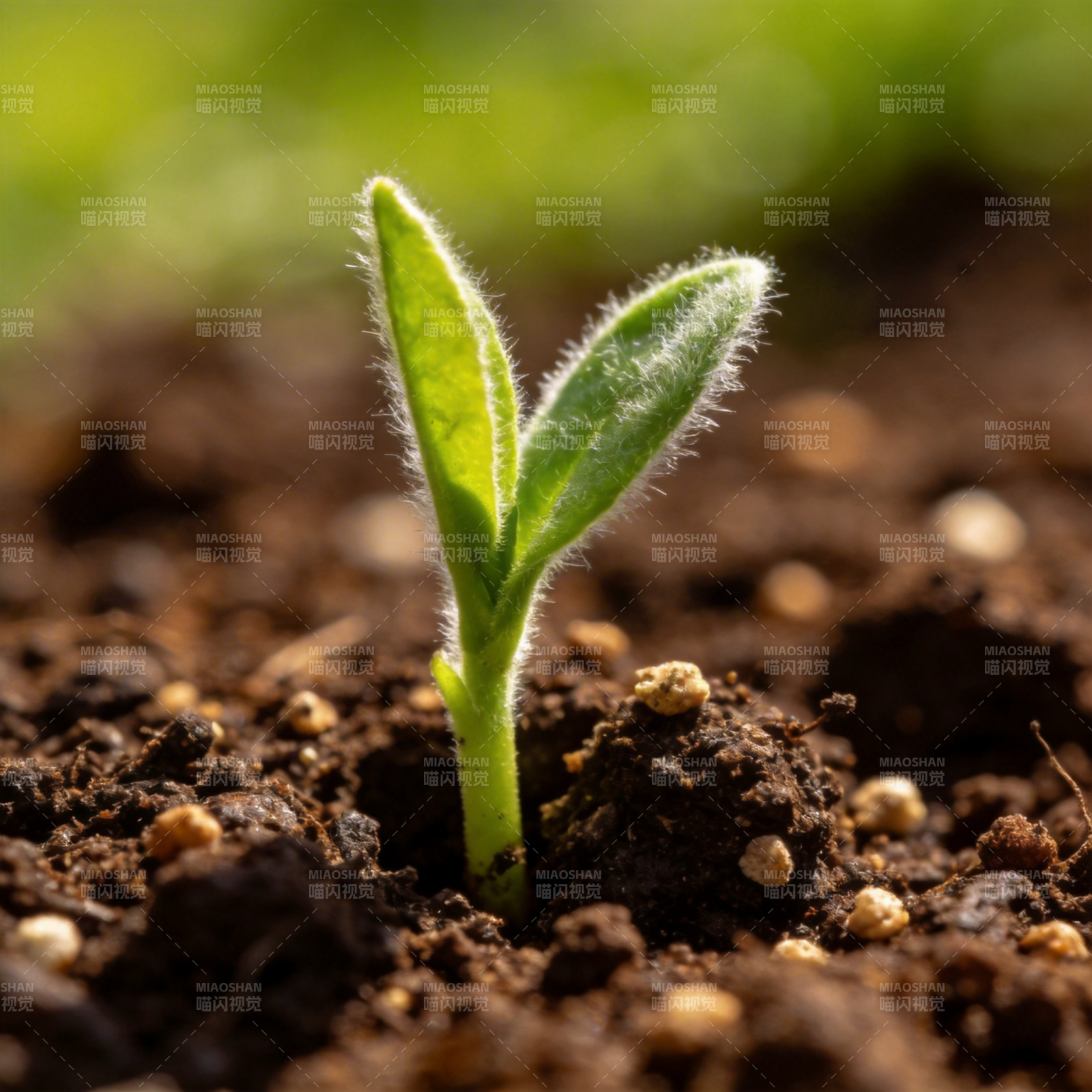 嫩芽破土而出图片