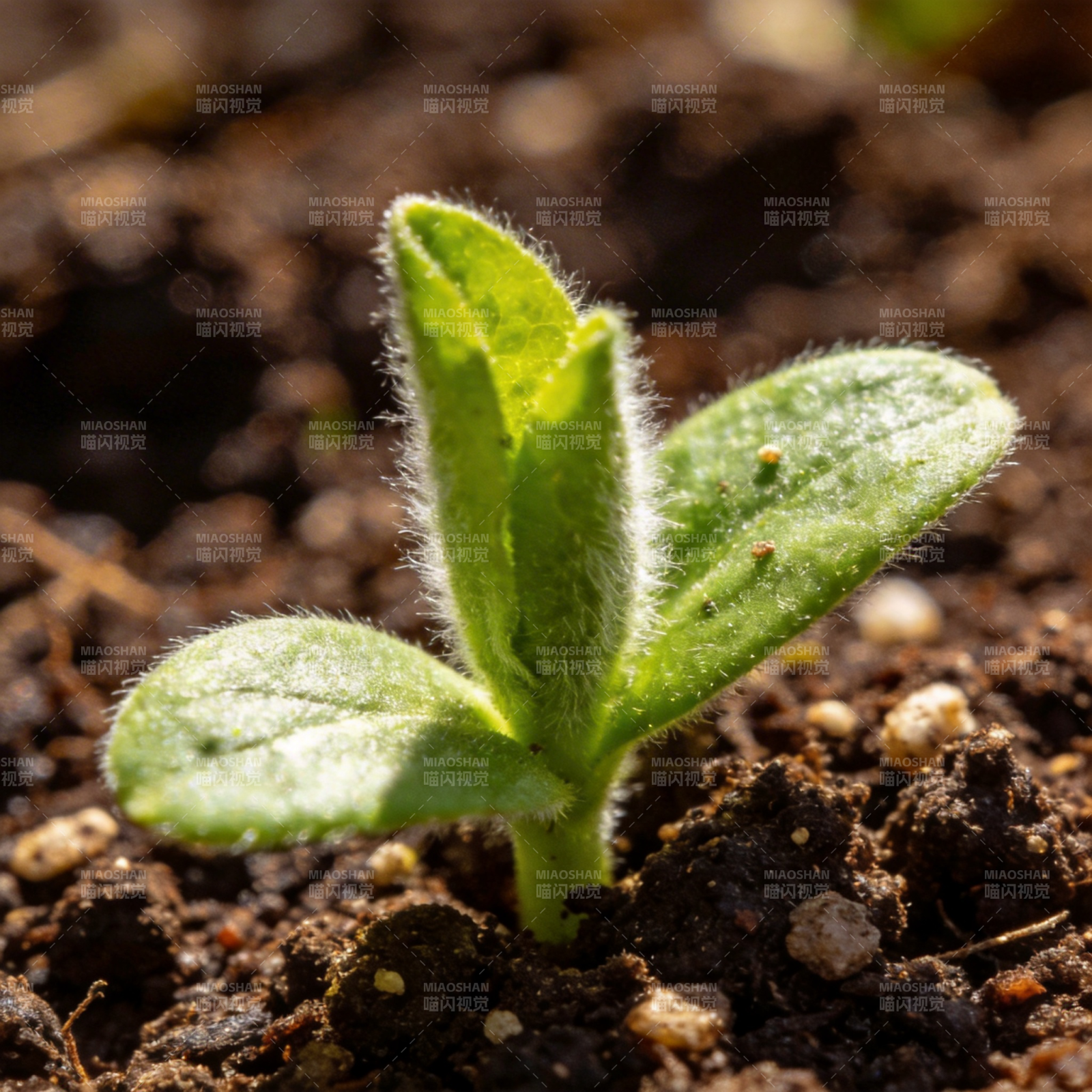 嫩芽破土而出图片