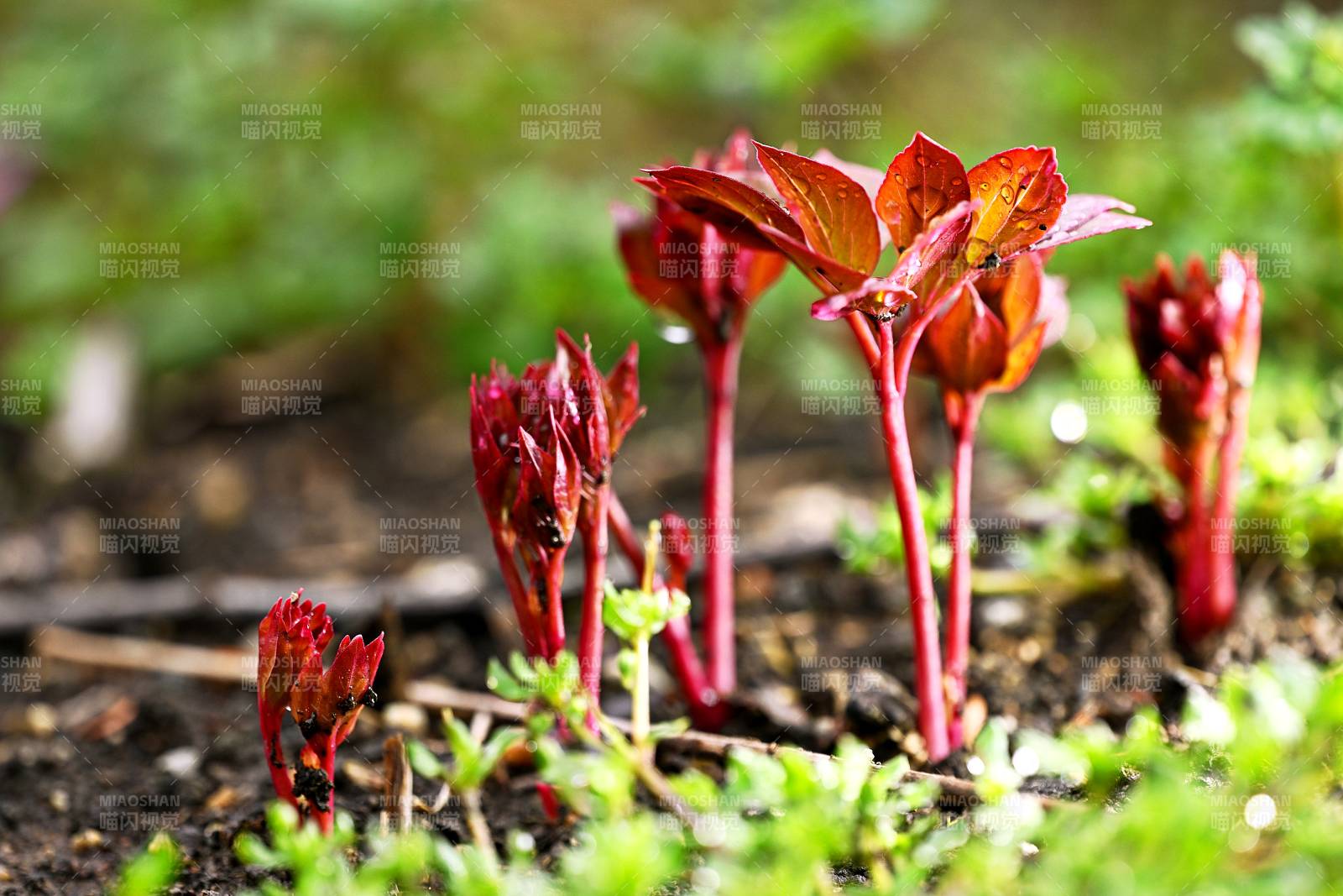 红叶嫩芽破土而出图片