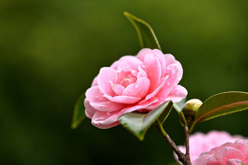 粉红山茶花绽放图片