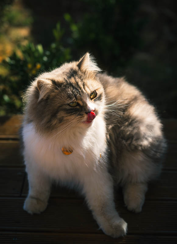 猫咪舔唇 阳光下静坐图片