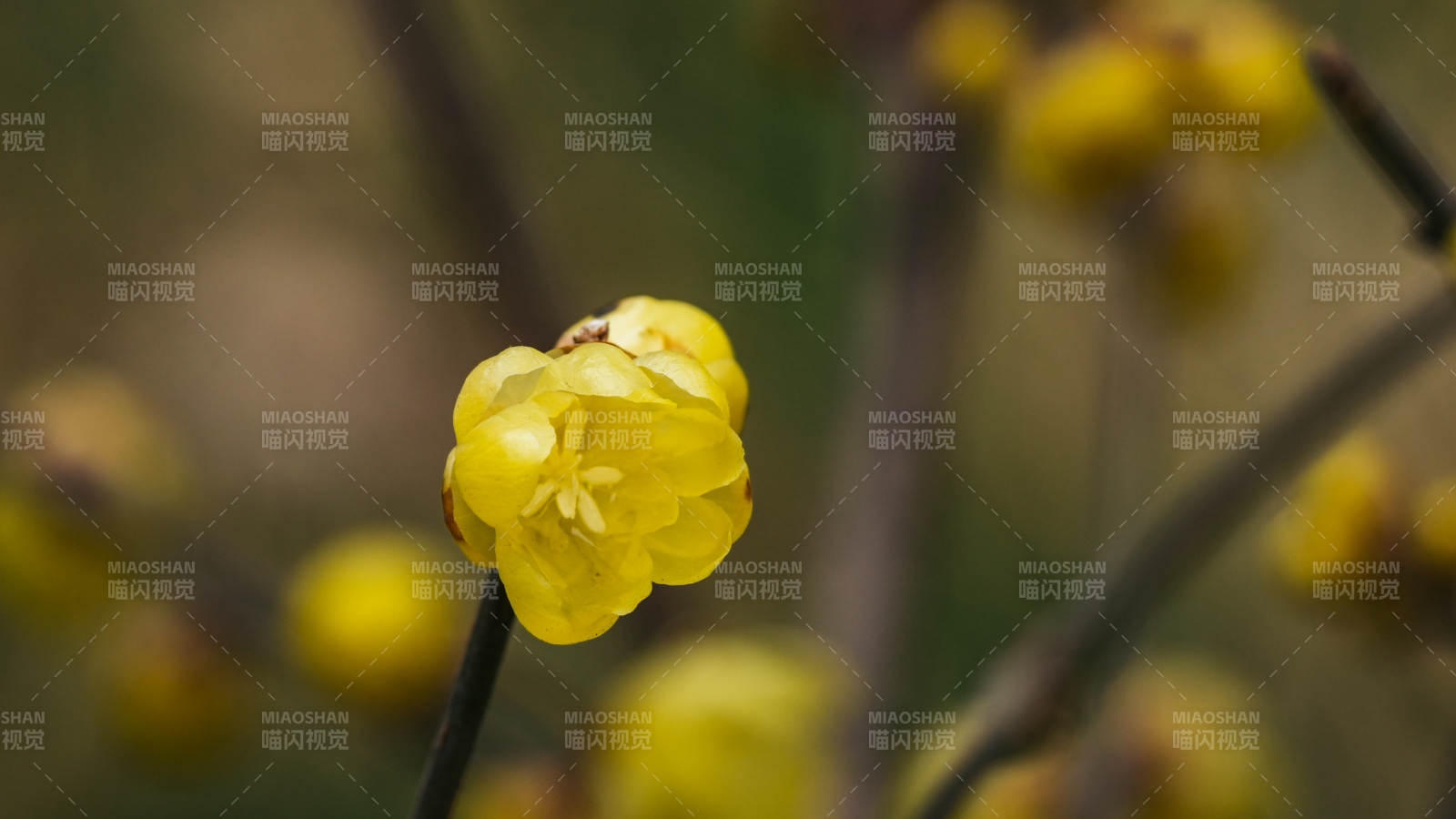 北京卧佛寺腊梅绽放图片