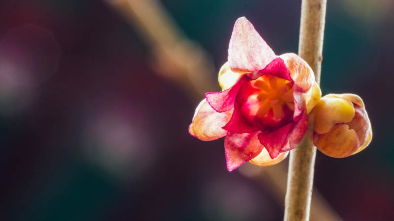 梅花绽放枝头图片