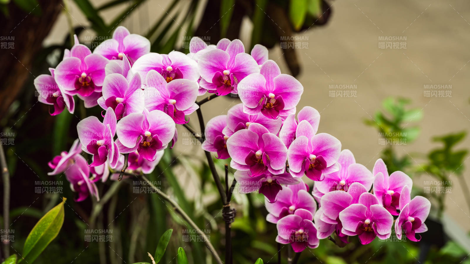 紫粉色兰花绽放图片