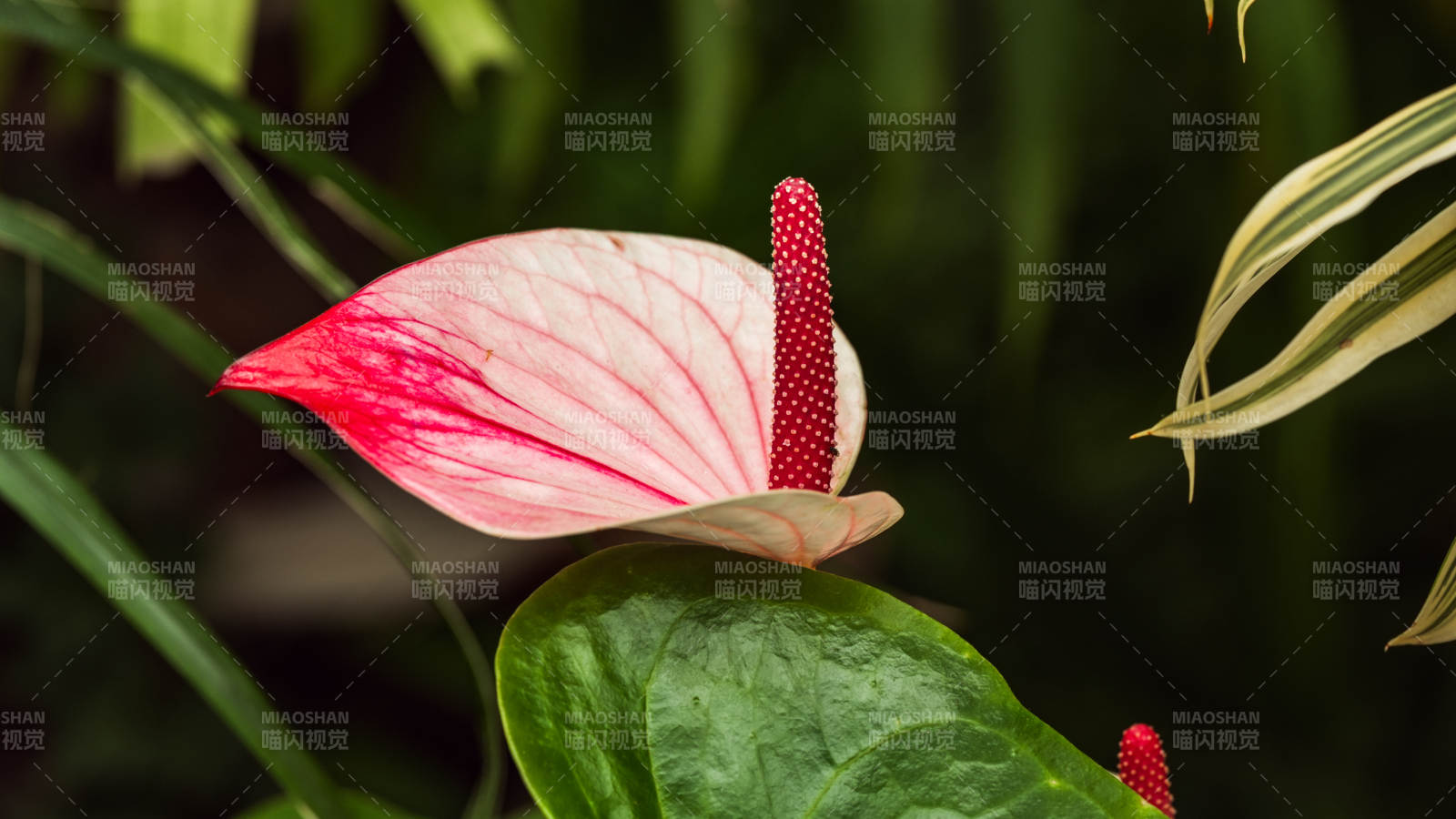 粉红花烛绽放图片