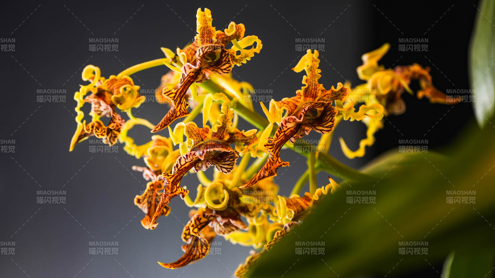 金黄兰花绽放图片