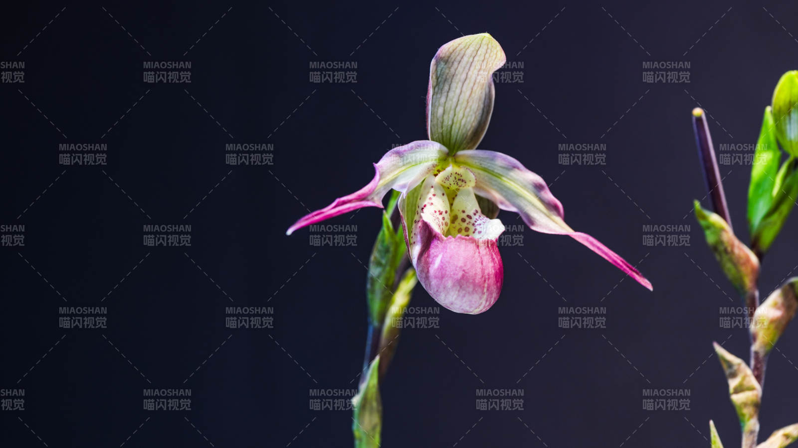 国家植物园温室兰花绽放 优雅迷人图片