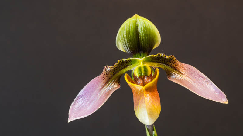 兰花绽放之美图片