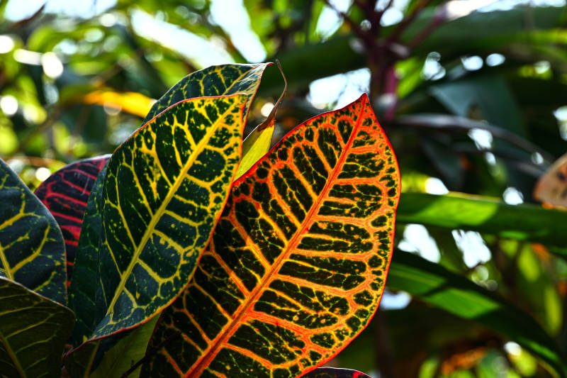 阳光下彩色变叶木特写图片