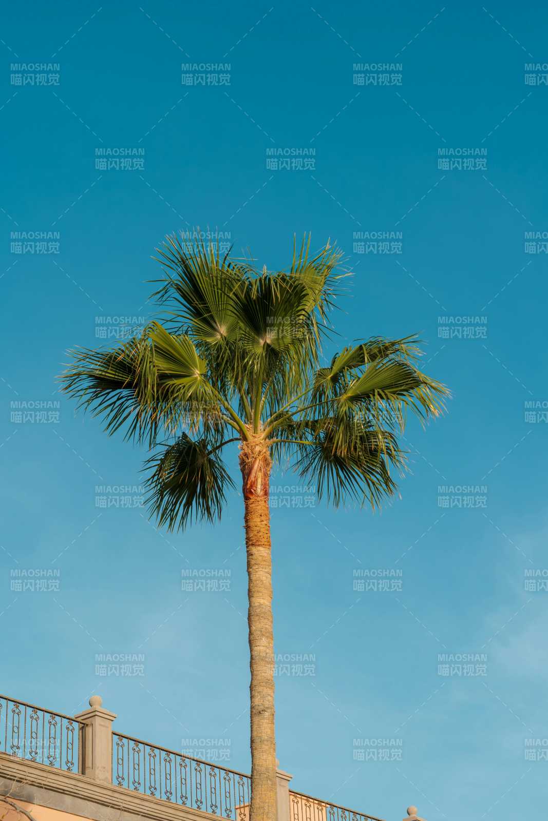 蓝天下的棕榈树图片