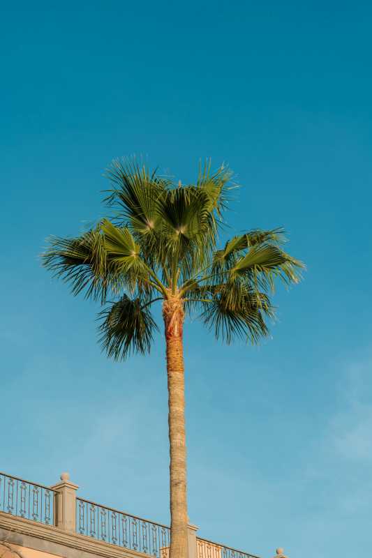 蓝天下的棕榈树图片