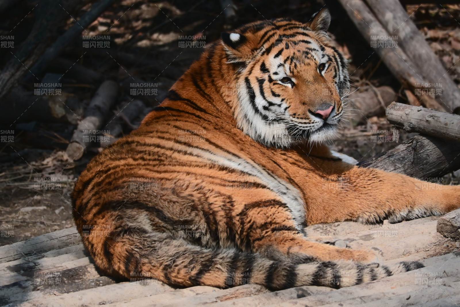 老虎静卧沙地图片
