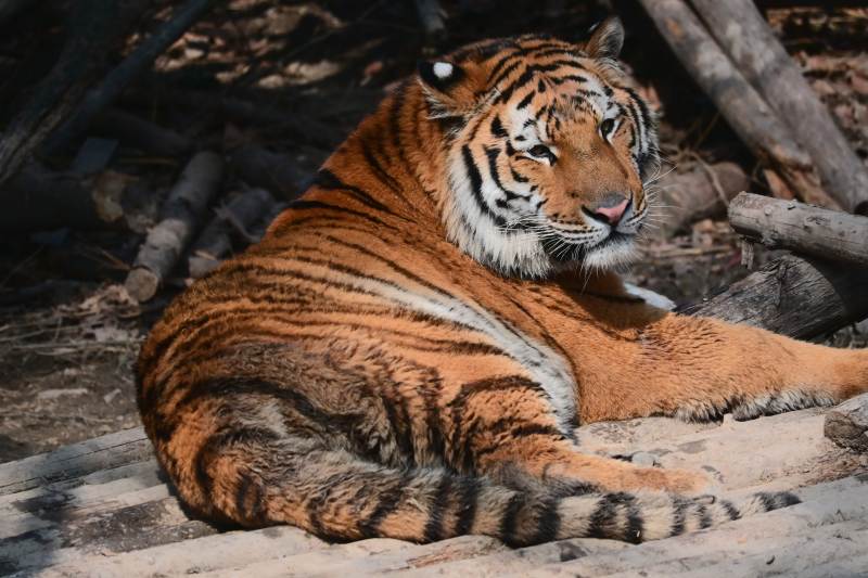 老虎静卧沙地图片