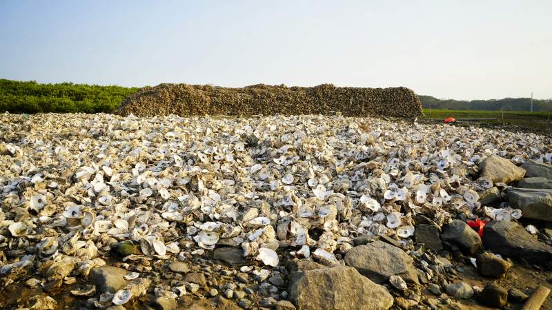 蚝壳堆叠的滩涂图片