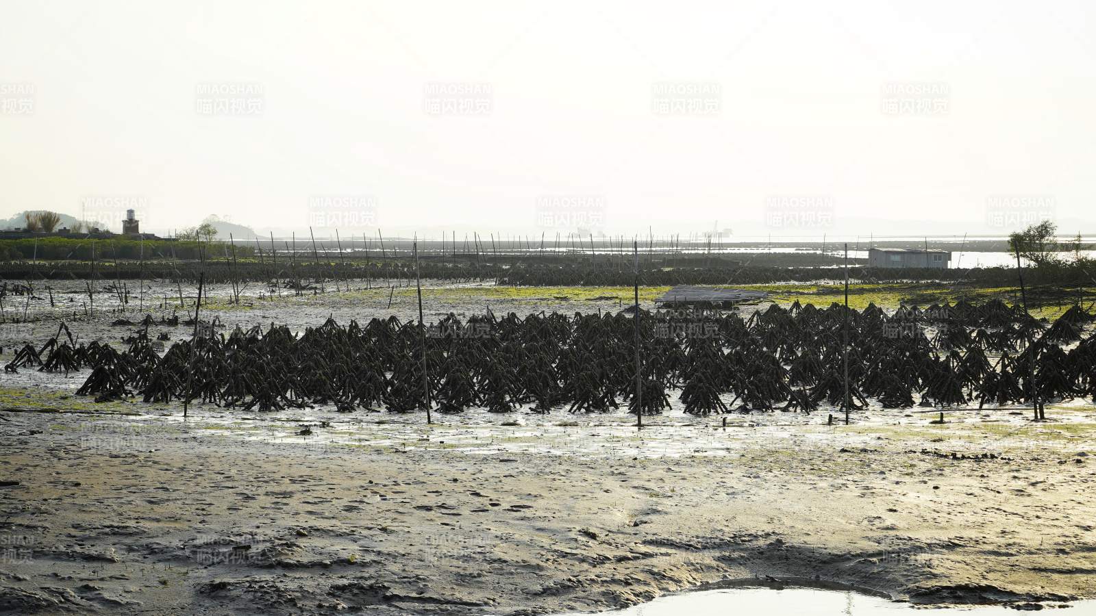 钦州滩涂上的风景图片