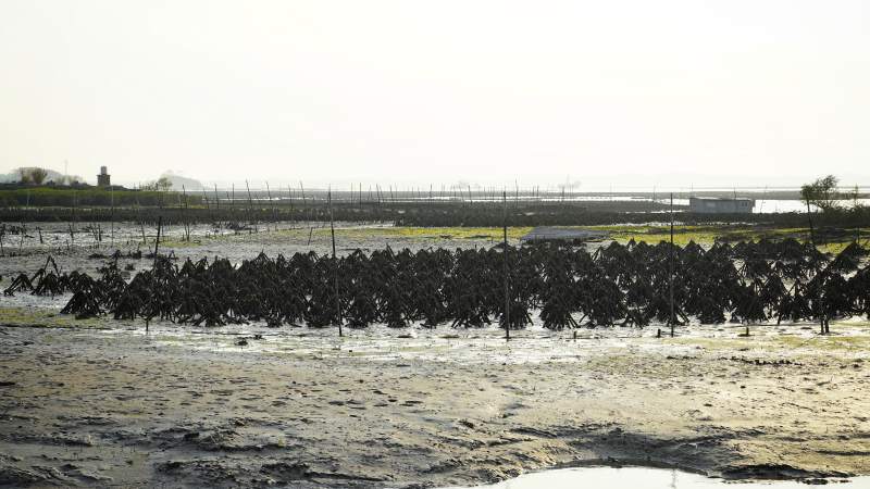 钦州滩涂上的风景图片