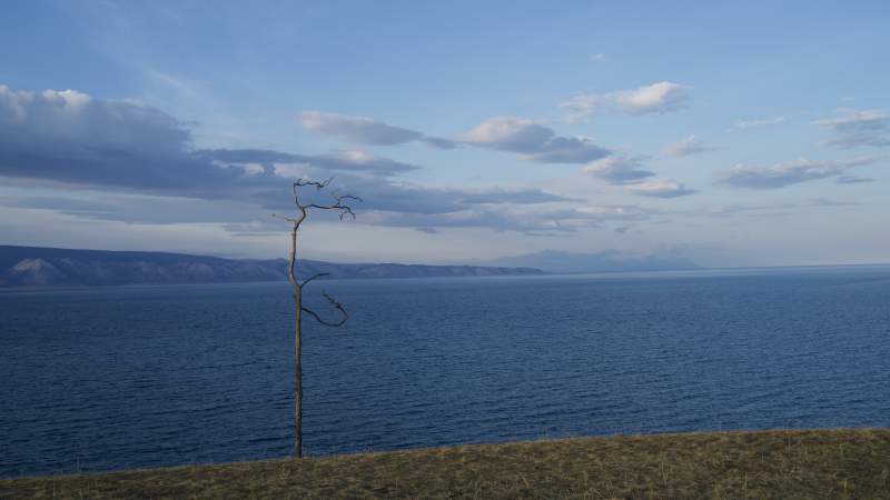 孤树临海 天阔云淡图片