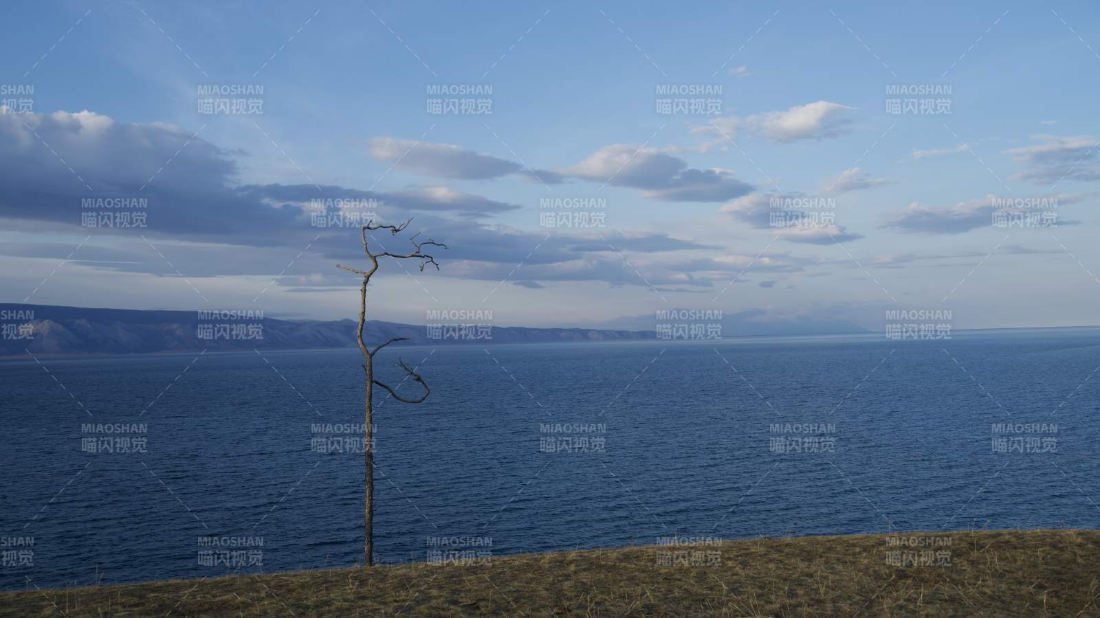 孤树临海 天阔云淡图片