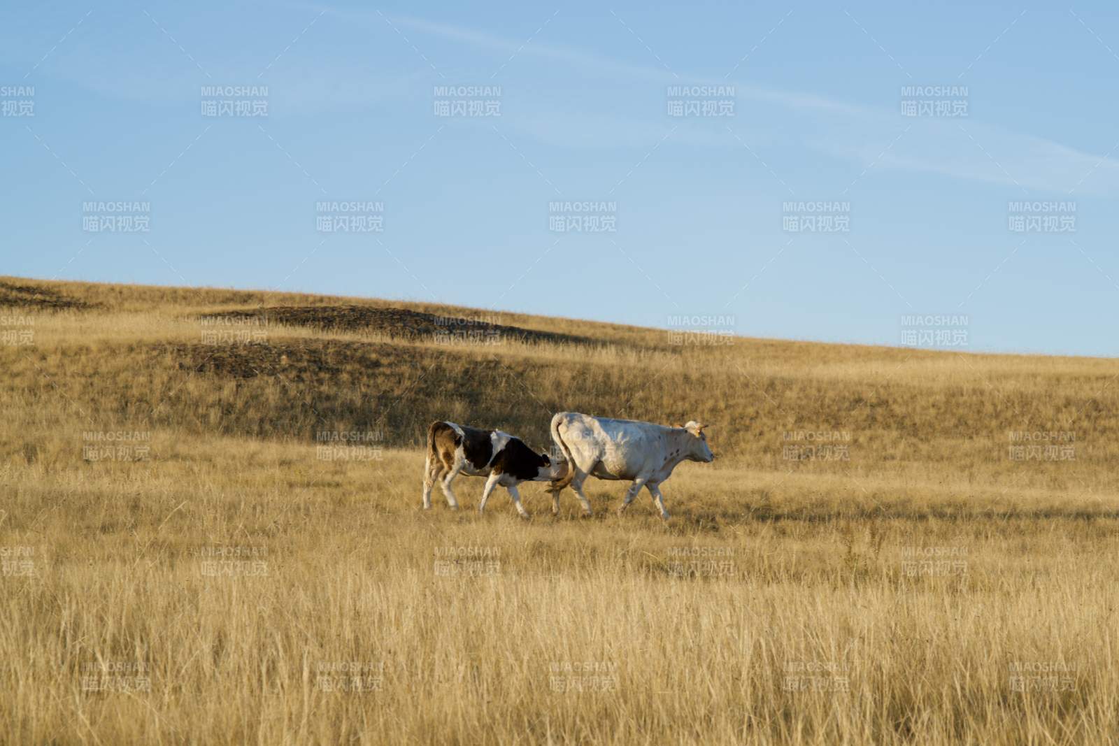 草原上的牛群图片