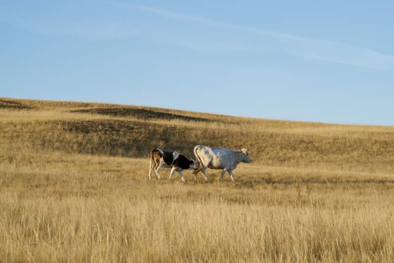 草原上的牛群图片