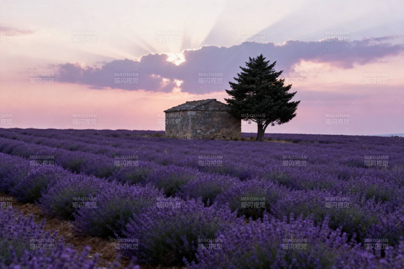 薰衣草田暮色图片
