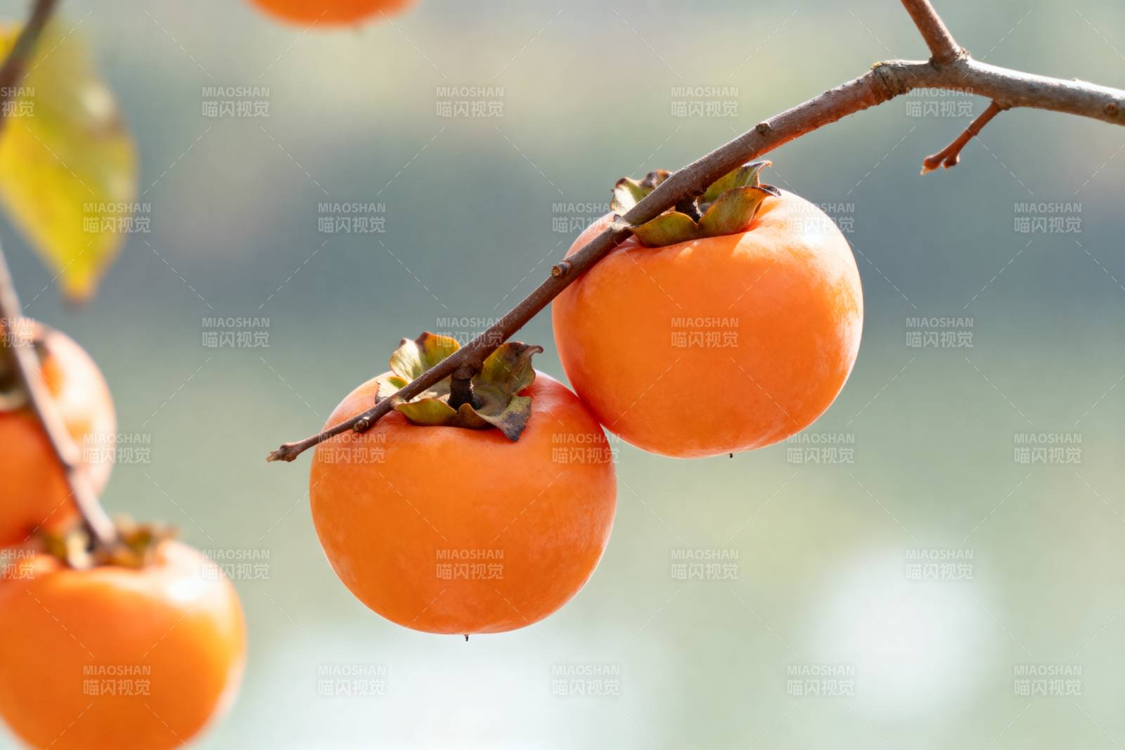 枝头柿子熟了图片