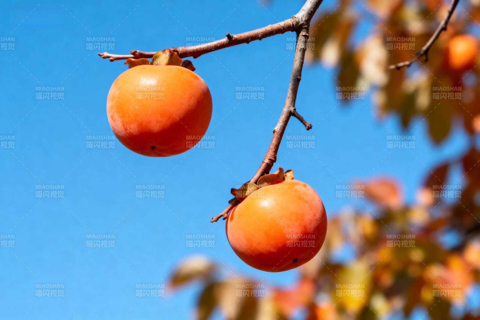 柿子挂枝头图片