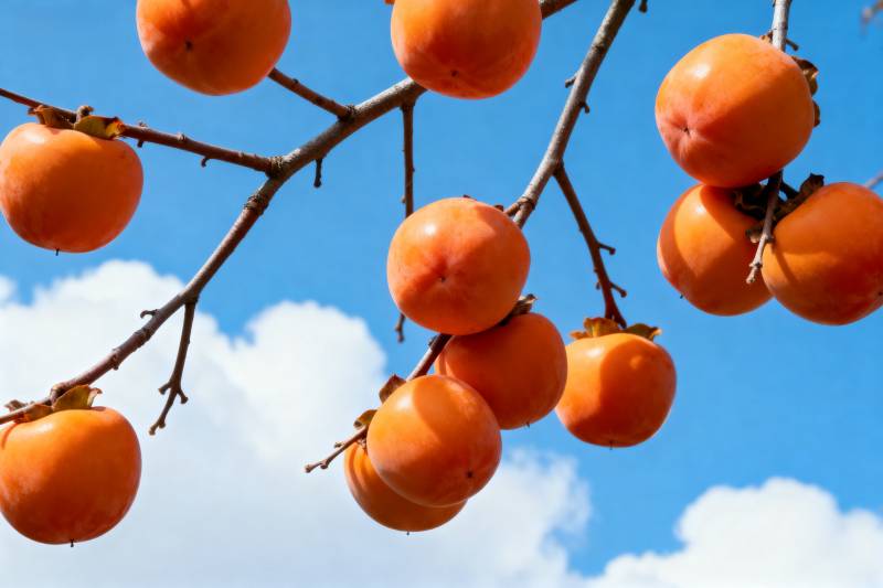 柿子挂枝头图片